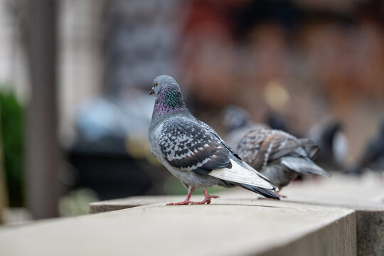 Close-up shots of pigeons around the New York Public Library, captured with soft focus and a gently blurred background, creating a calm urban wildlife scene.