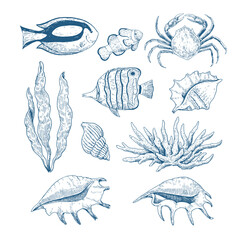 Set of underwater sea creatures. Tropical fishes, corals and seaweeds and seashells. Hand-drawn vector elements for design in classic engraving style. © Yuliya
