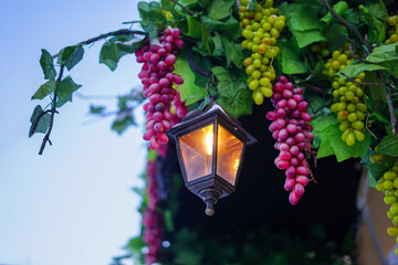 Charming Lantern Illuminated Among Grapevines