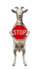 goat holding a red stop sign, road sign, solid white background
