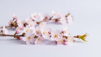 delicate pink cherry blossoms on a branch against a white background
