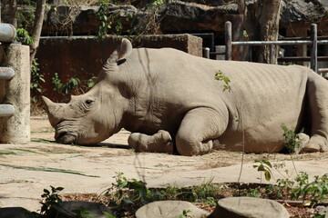 Large rhinoceros resting comfortably on the ground in an enclosure.