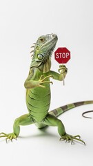 iguana holding a red stop sign, road sign, solid white background