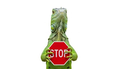 iguana holding a red stop sign, road sign, solid white background