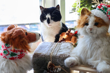Black and white cat and New Year's soft toys near the window