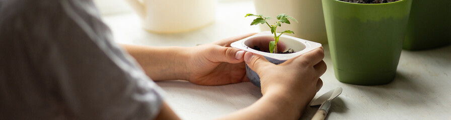 Banner. Concept of urban home gardening, growing organic vegetables. Growing cherry tomato seedling plants in re-used plastic pots on balcony window sill. Sustainable lifestyle, eco friendly hobby