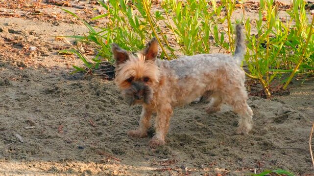 Small dog Yorkie-poo running on beach in slow motion sunny bright happy