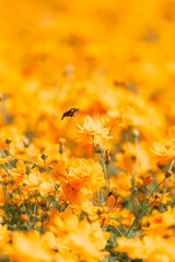 キバナコスモスに舞うオオスカシバ