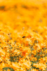 キバナコスモスに舞うオオスカシバ