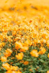 光に揺れるキバナコスモスの花畑