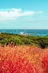 国営ひたち海浜公園のコキアと埠頭