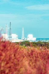 国営ひたち海浜公園のコキアと常陸那珂火力発電所