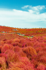 国営ひたち海浜公園 コキアの紅葉と秋空