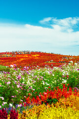 国営ひたち海浜公園のコキアとコスモスの秋景色