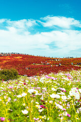 国営ひたち海浜公園のコキアとコスモスの秋景色