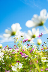 青空に咲くコスモスの花畑