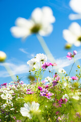 青空に咲くコスモスの花畑