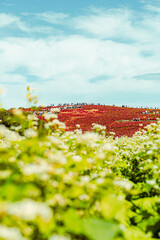 国営ひたち海浜公園のコキアと白い花の秋風景