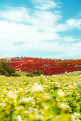国営ひたち海浜公園のコキアと白い花の秋風景