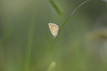 una farfalla licenide al tramonto