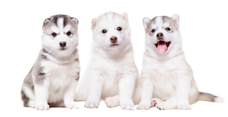 Three cute husky puppies sitting together isolated on white background