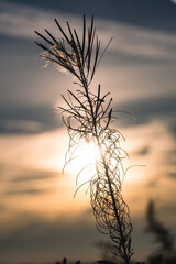Obraz premium Hohes Gras vor der Sonne und verschleiertem Himmel
