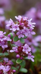 Fototapeta premium A close-up view of a flowering plant with small purple blooms