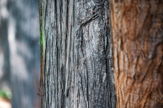 Nahaufnahme eines Baumes. Die Baumrinde ist gut zu erkennen, verschwimmt langsam im Bokeh
