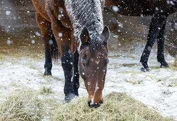 Close-up of a horse eating hay outdoors during a snowstorm in front of a shed. 