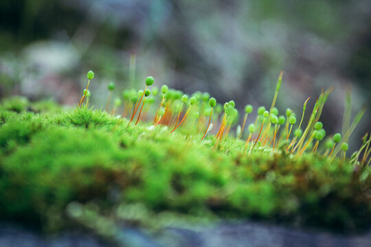 Moss with green spore capsules on thin stems, macro shot