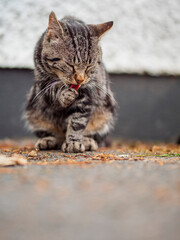 Obraz premium Cute brown street cat cleaning himself after a tasty meal. Animal health care and good habits concept. Outdoor animal portrait.