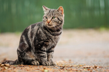 Brown tabby cat sitting in a street. Selective focus. Wild cat portrait.