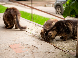 Home less cats eating food on an apartment blocks stairs. Stairs are old and worn out which shows lack of funding. Animal love and care theme.