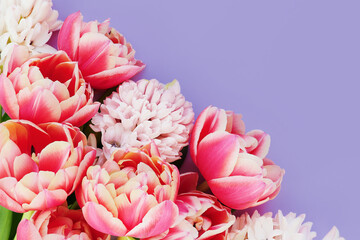 Vibrant pink tulips and white flowers arranged beautifully on a soft purple background. Copy space