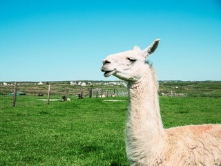 Obraz premium Portrait of a funny looking alpaca in a open zoo farm on a green field on a warm sunny day with blue sky.