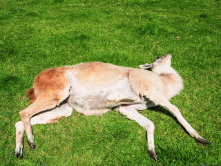 Obraz premium White and brown alpaca is relaxing on a green grass on a warm sunny day. Surviving heat wave concept.
