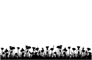 seamless border of dandelion (Taraxacum) plants in grass isolated on white background