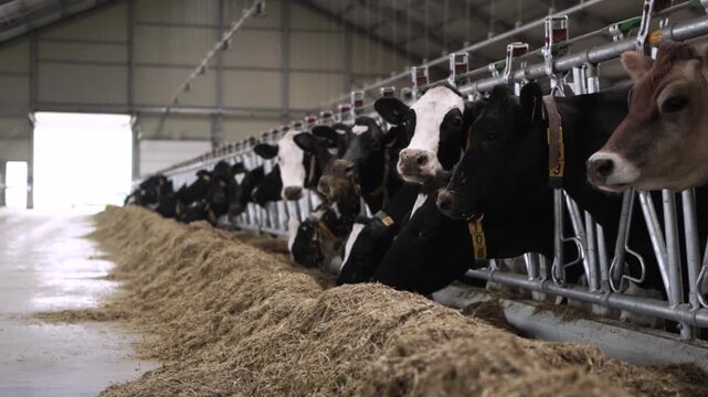Dairy Cows Feeding in Modern Barn Interior