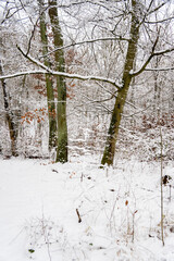 A snow-covered deciduous forest with bare trees, delicate branches, and a fresh blanket of snow, serene and still in a wintry atmosphere