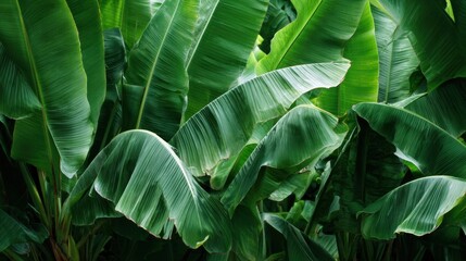 Lush green banana leaves with natural texture and light, tropical background, exotic nature close-up