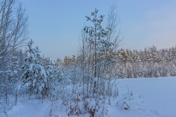 Serene winter landscape with young snow-covered trees