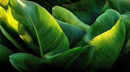 Lush green banana leaves with natural texture and light, tropical background, exotic nature close-up