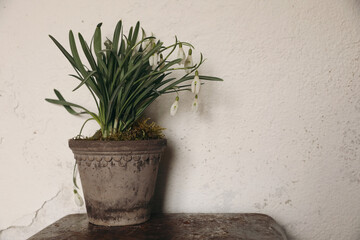 Blooming Snowdrops Galanthus nivalis with green leaves, moss in old clay flower pot. Blurred old shaby white wall background. Moddy Springtime, Ester still life banner. Empty copy space.