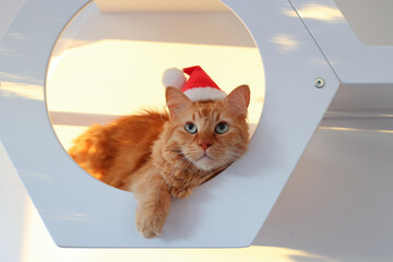 Festive cat adorable ginger cat in Santa hat