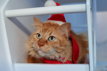 Portrait of a charming ginger cat in a Santa hat for Christmas