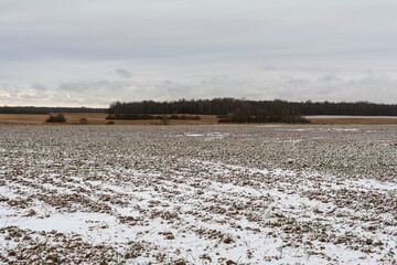 Vast plowed field blanketed in light snow under a cloudy sky, with distant birch trees and bushes lining the horizon. Serene early winter rural landscape evoking tranquility and seasonal change.