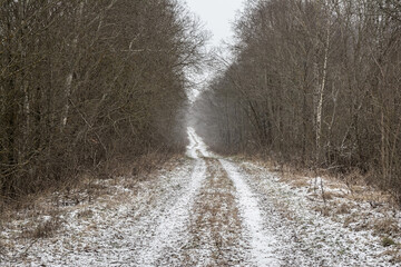 Winding path through a misty forest in early winter, with light snow dusting bare trees and muddy ground under an overcast sky. Serene rural scene evoking solitude and natural mystery.