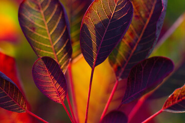 close up of red leaves of scumpia tree