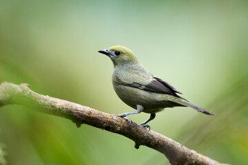 Palm Tanager perched on branch in Costa Rica rainforest