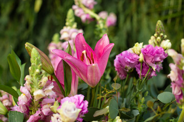 Obraz premium close-up of a bouquet of beautiful Lilium pink flowers in the garden